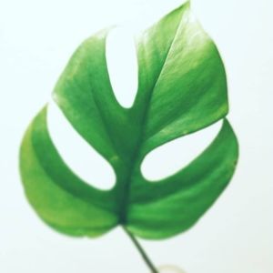 Raphitaphora Tetrasperma plant